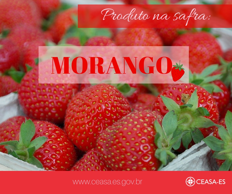Fruta da estação-Morango